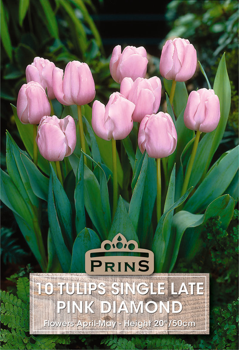 PRINS Tulips Pink Diamond