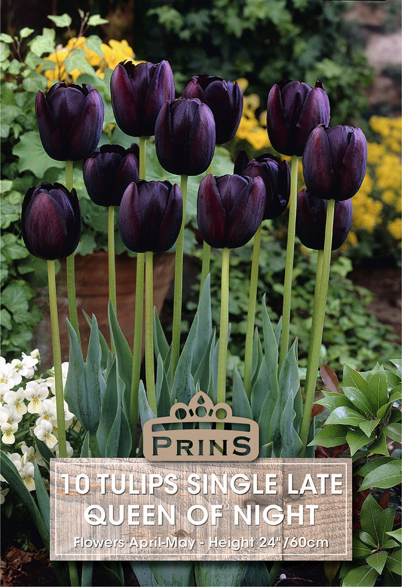 PRINS Tulips Queen Of Night