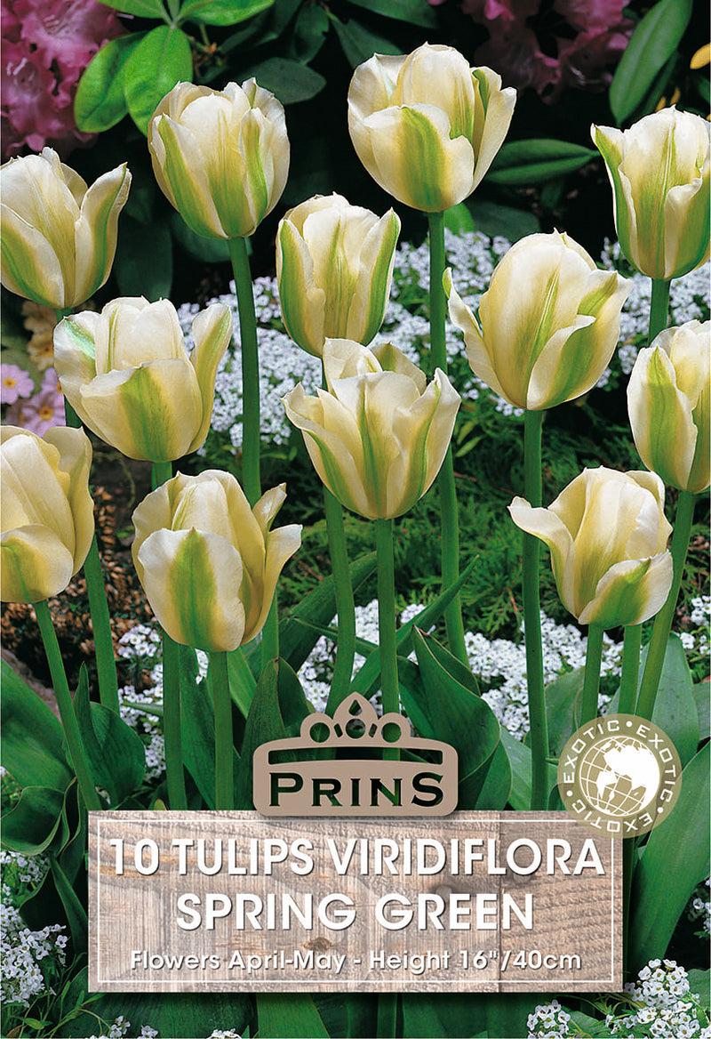 PRINS Tulips Spring Green