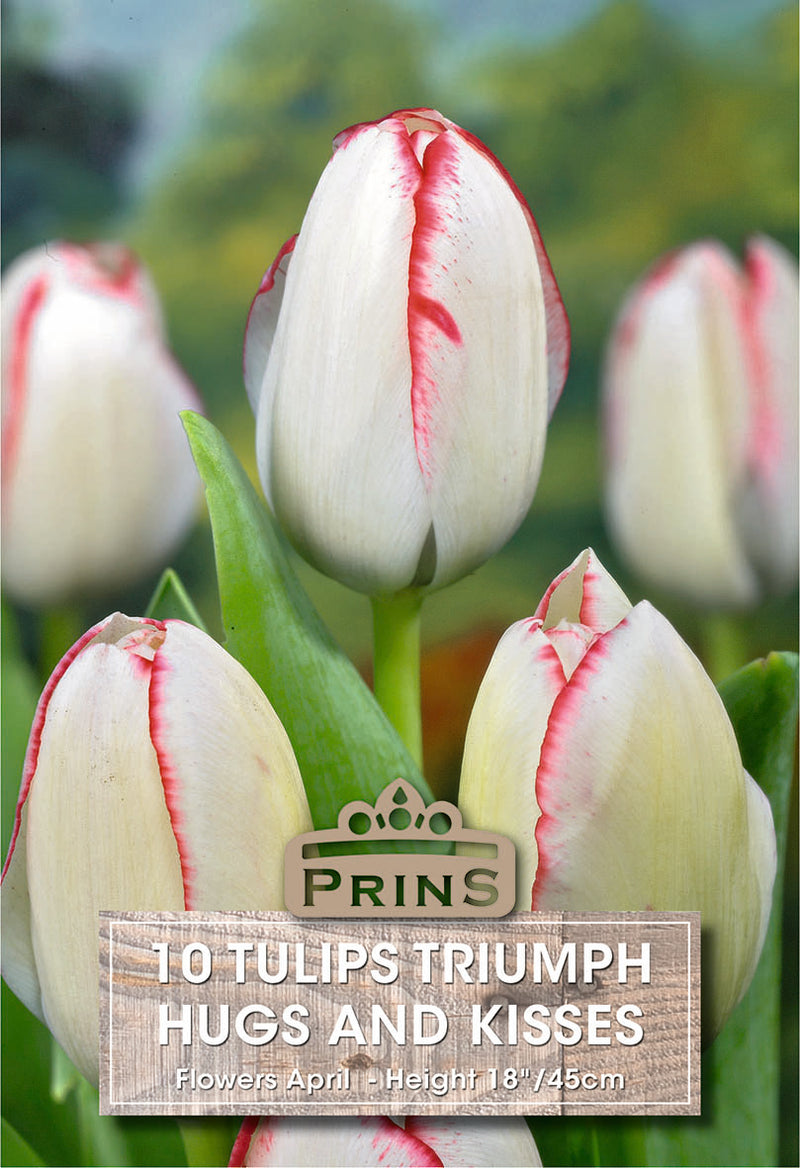 PRINS Tulips Hugs And Kisses