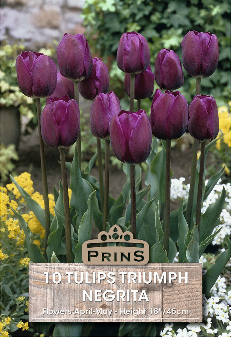 PRINS Tulips Triumph Negrita
