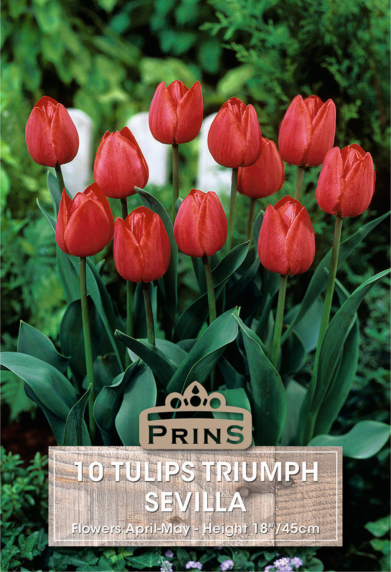 PRINS Tulips Triumph Sevilla
