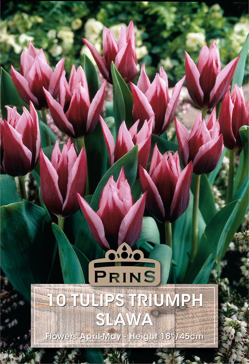 PRINS Tulips Triumph Slawa