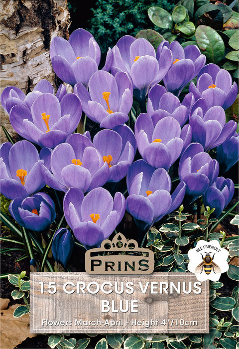 PRINS Crocus Vernus Blue