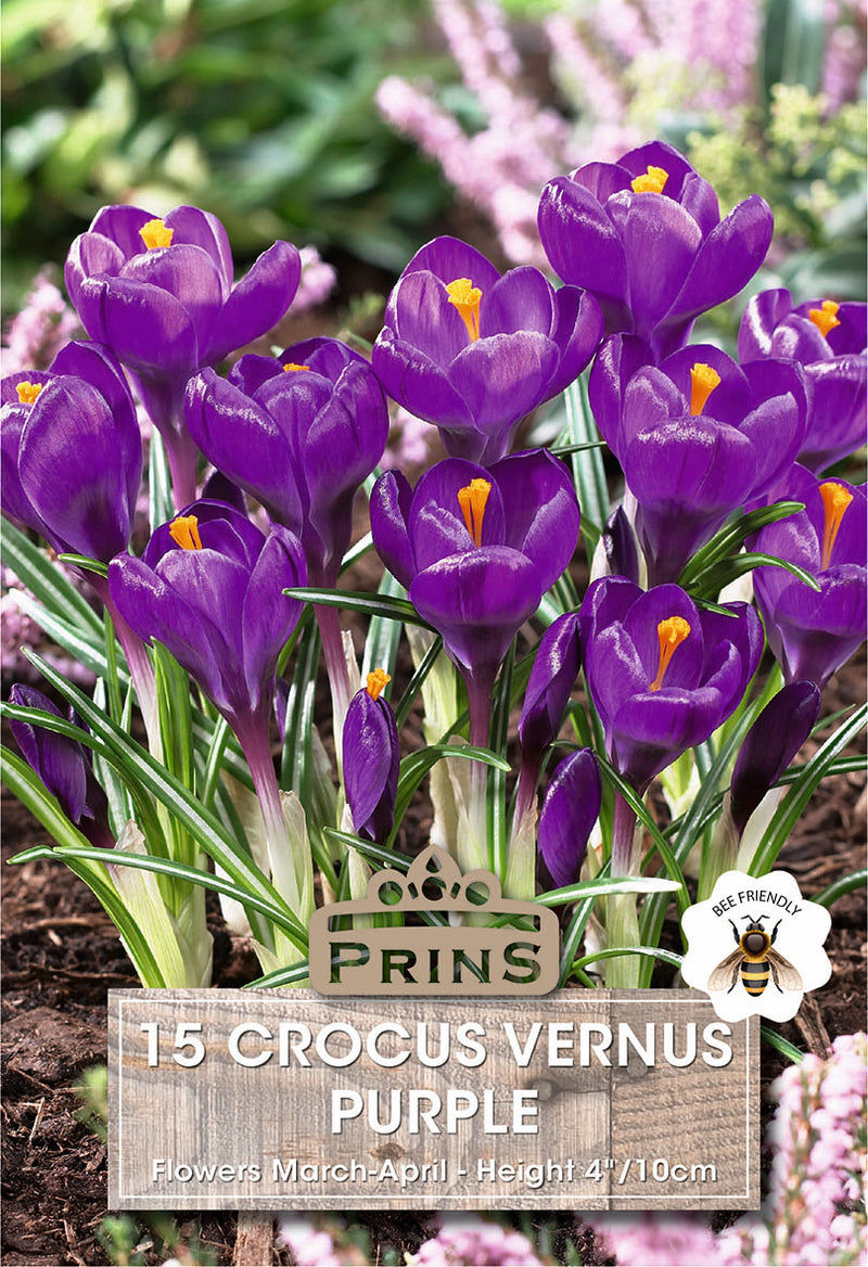PRINS Crocus Vernus Purple