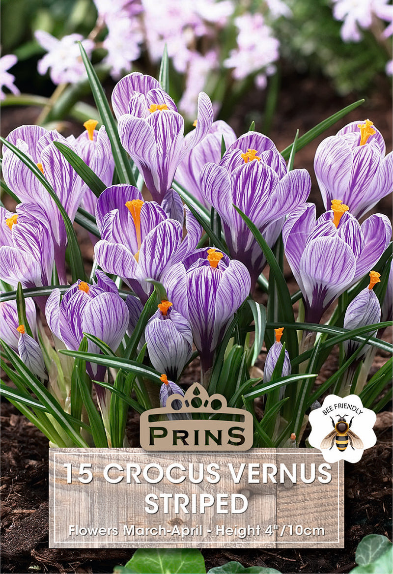 PRINS Crocus Vernus Striped