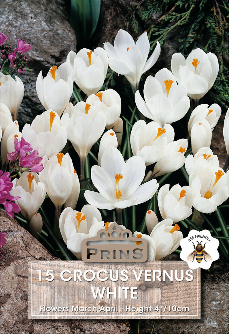 PRINS Crocus Vernus White