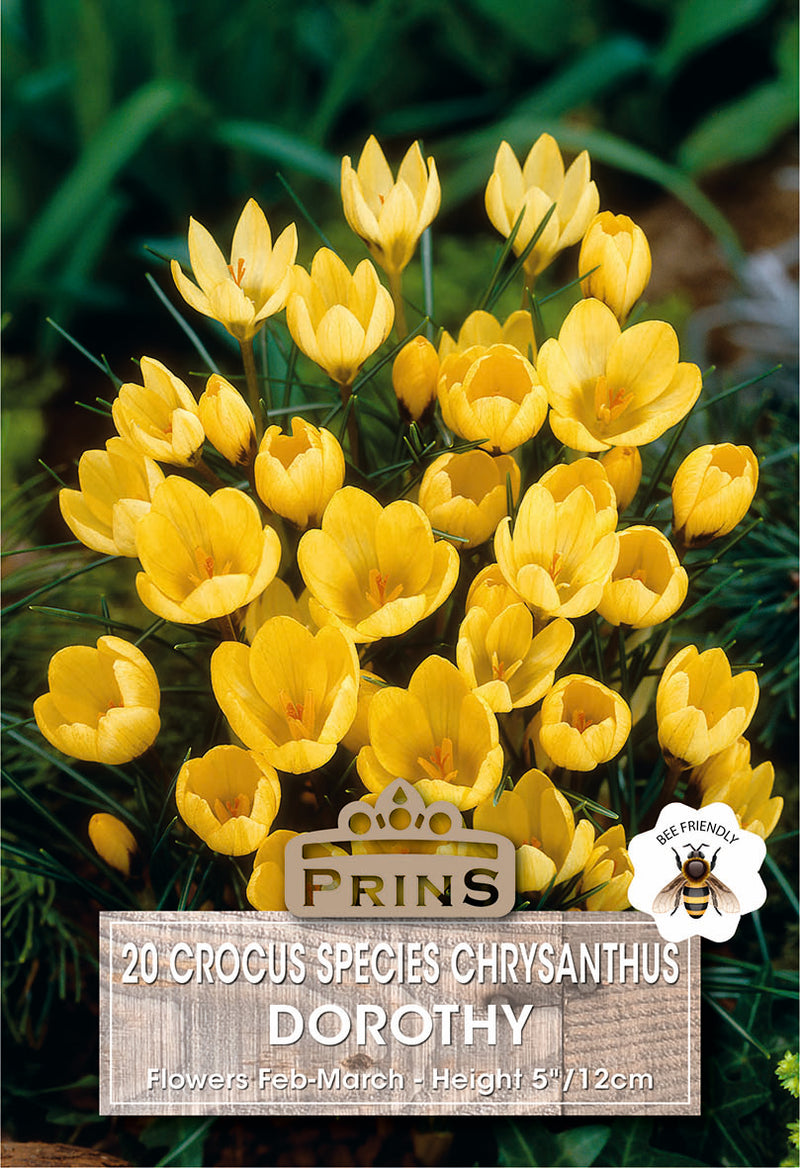 PRINS Crocus Specie Dorothy
