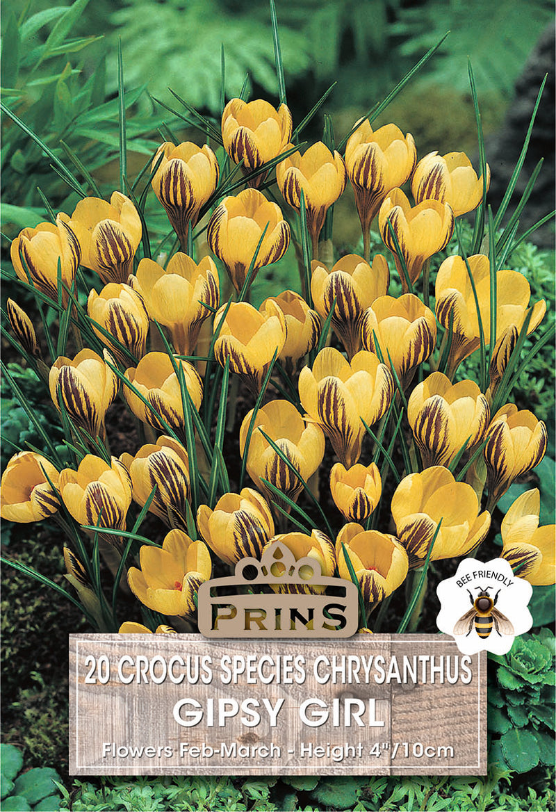 PRINS Crocus Specie Gipsy Girl