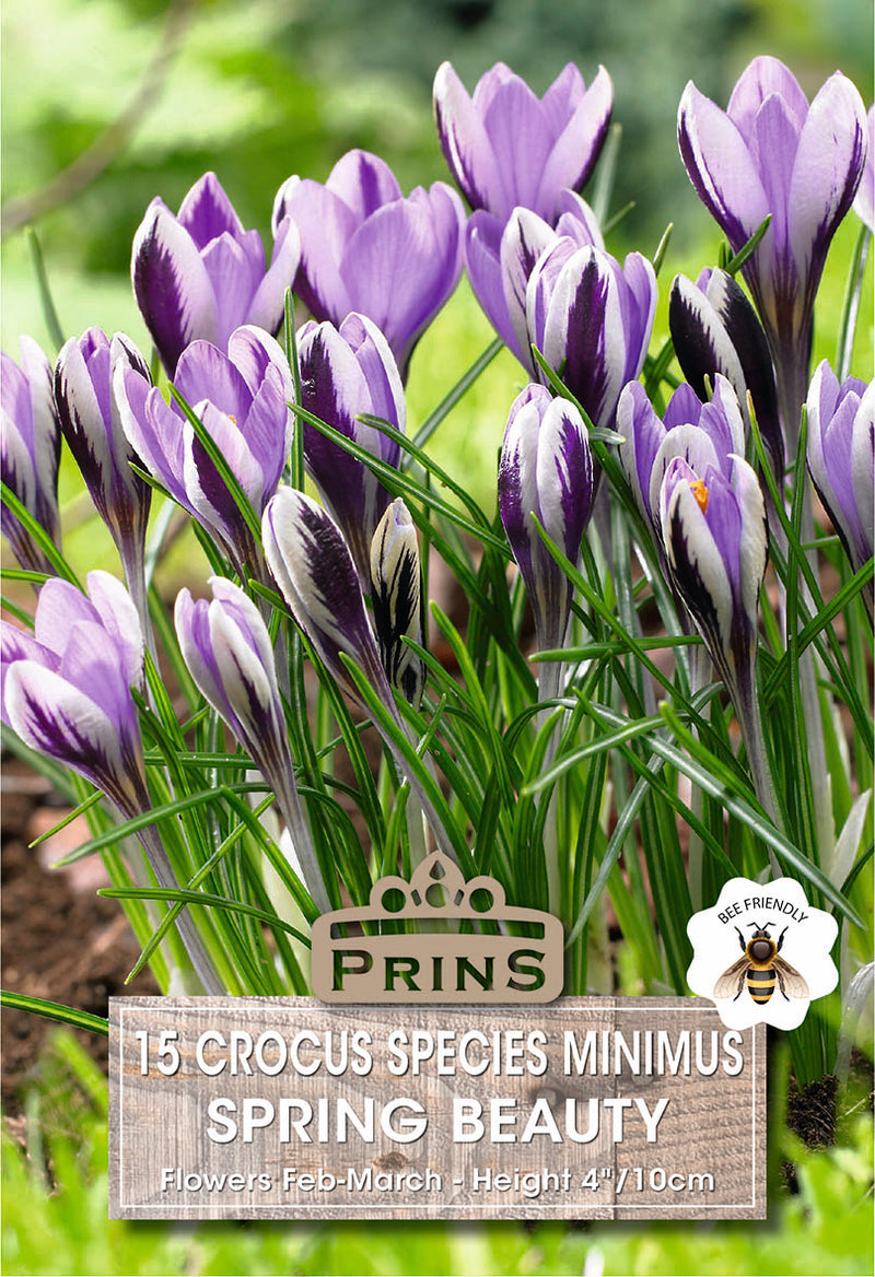 PRINS Crocus Specie Spring Beauty