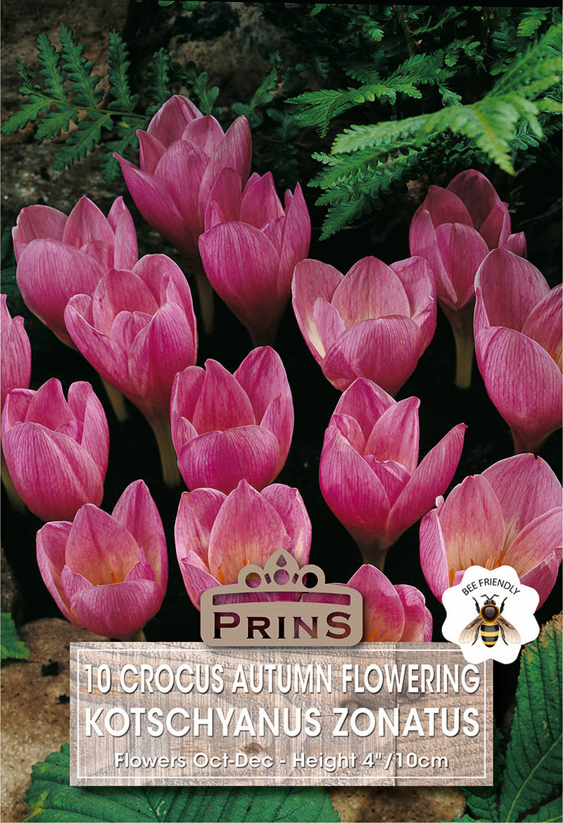 PRINS Crocus Autumn Flower Zonatus