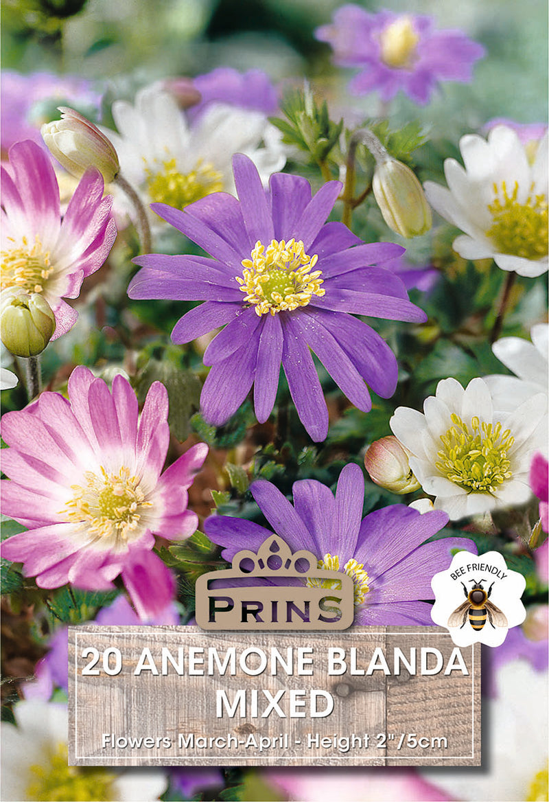 PRINS Anemones Blanda Mixed