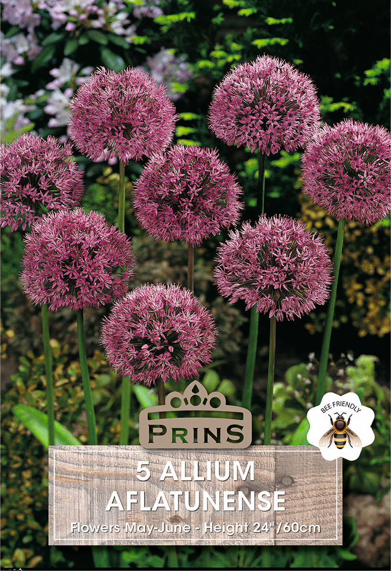 PRINS Allium Aflatunense