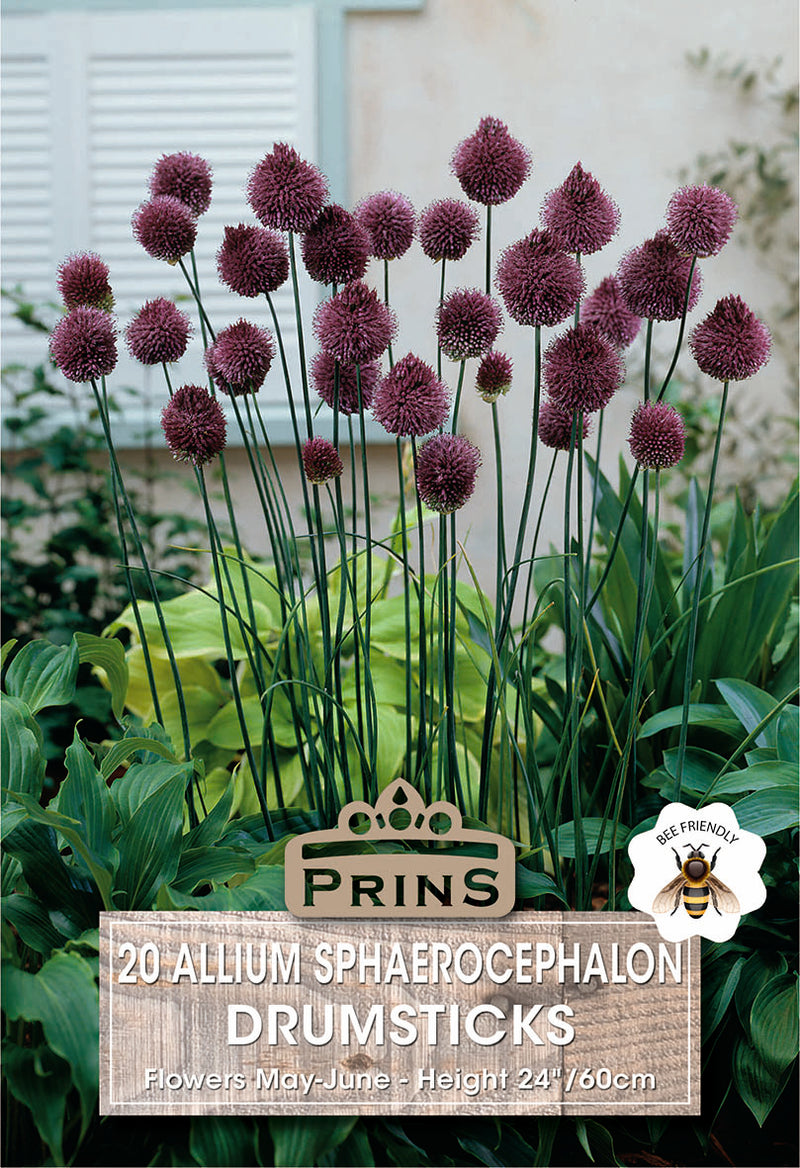 PRINS Allium Drumstick