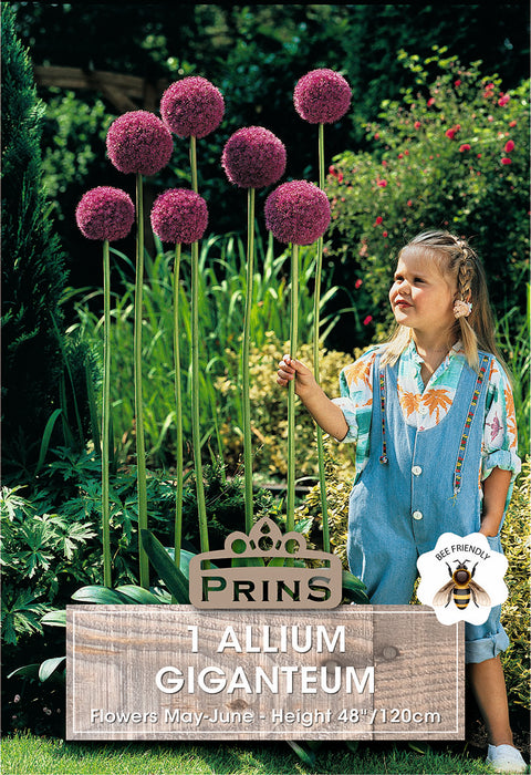 PRINS Allium Giganteum