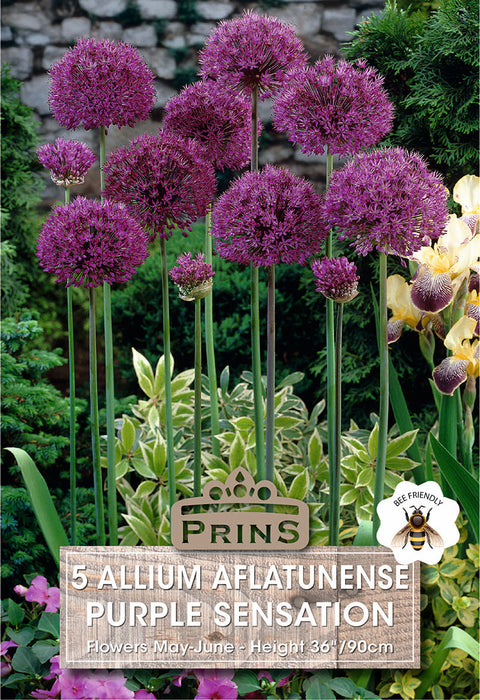 PRINS Allium Purple Sensation