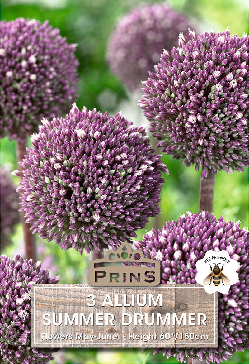 PRINS Allium Summer Drummer