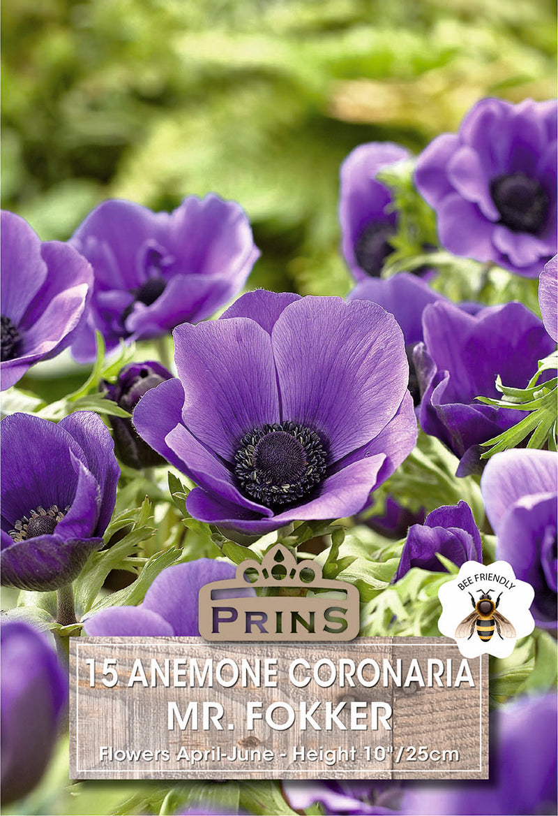 PRINS Anemones De Caen Mr. Fokker