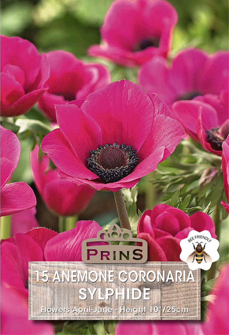 PRINS Anemones De Caen Sylphide
