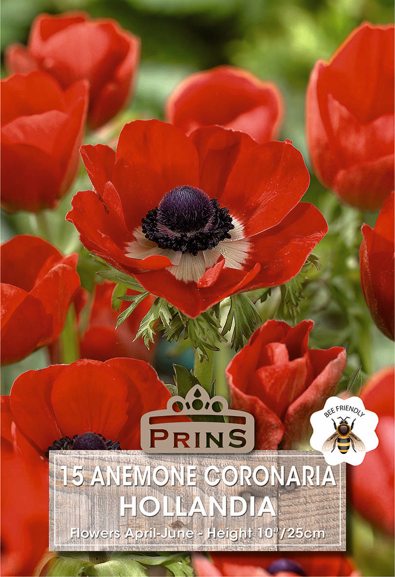 PRINS Anemones De Caen Hollandia