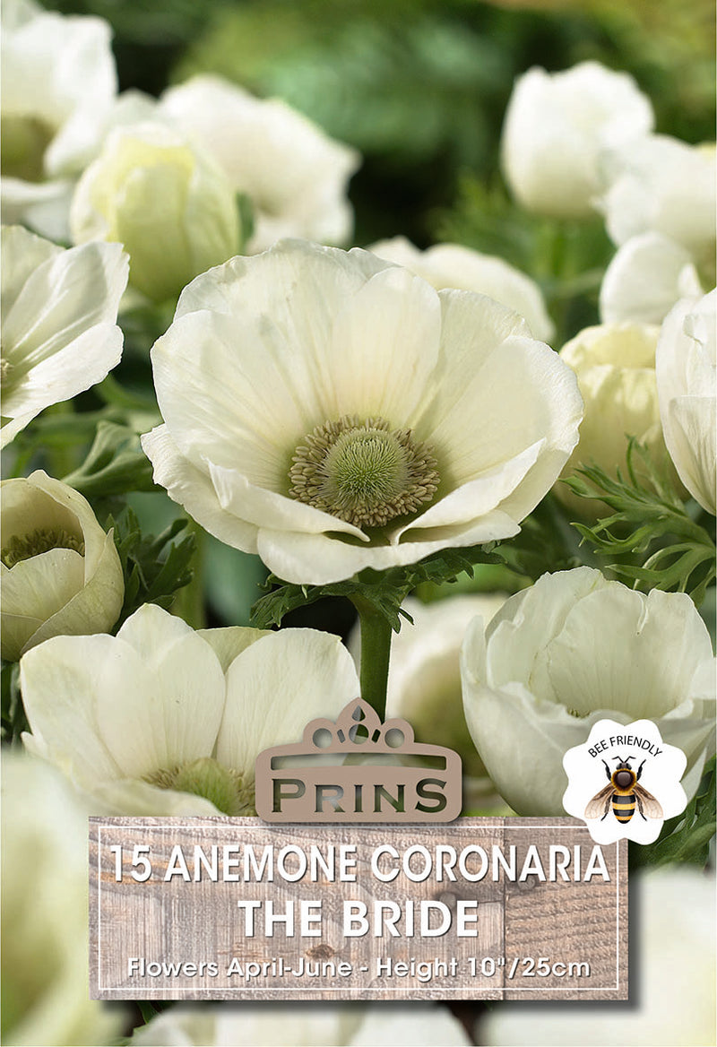 PRINS Anemones De Caen The Bride