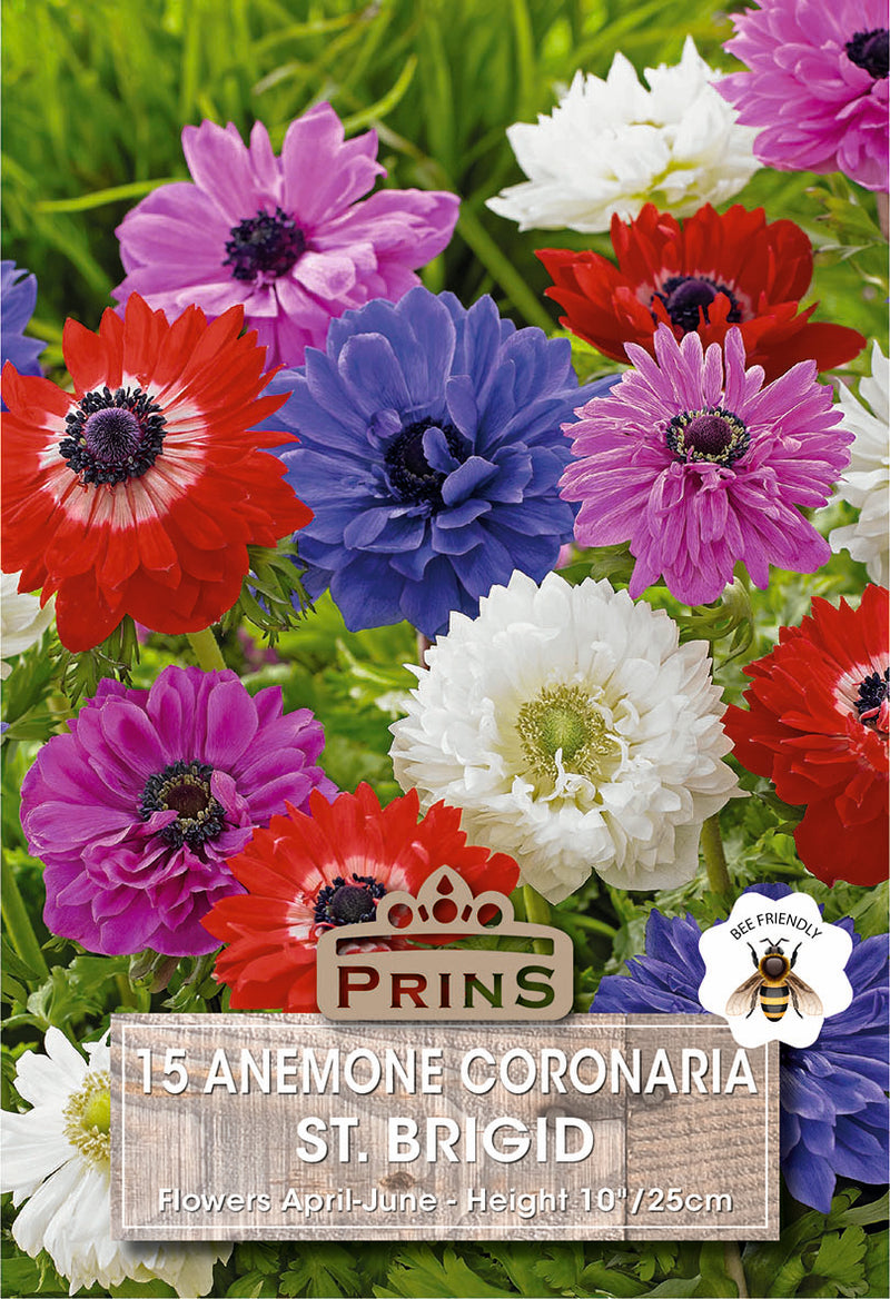 PRINS Anemones St.Brigid Mixed