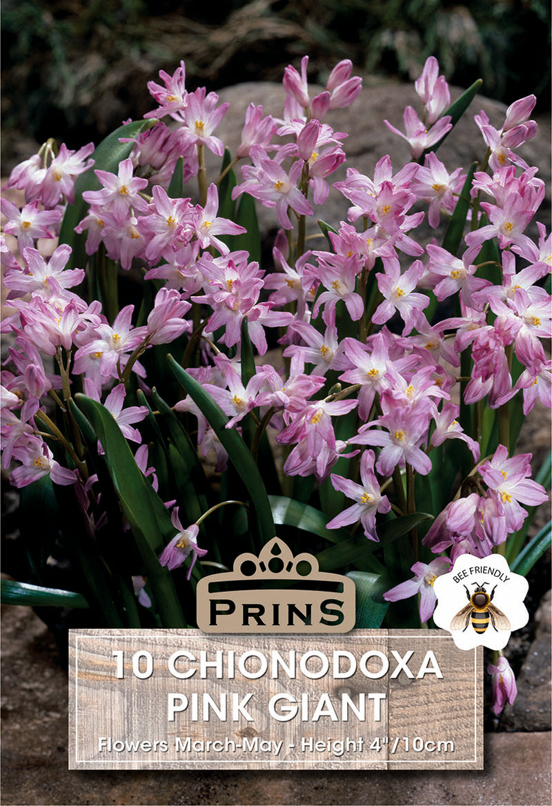 PRINS Chionodoxa Pink Giant