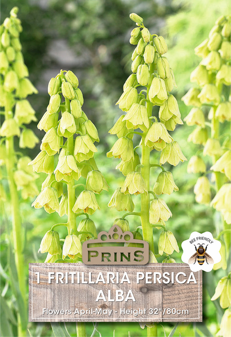 PRINS Fritillaria Persica Alba