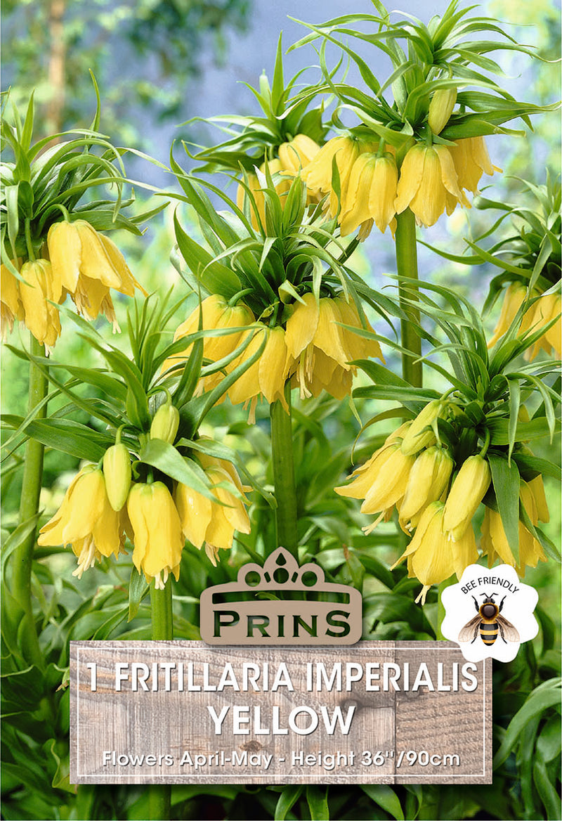 PRINS Fritillaria Yellow