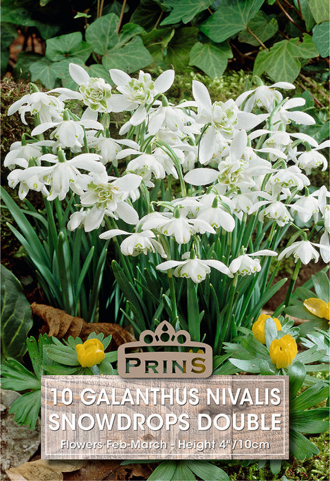 PRINS Galanthus Double Snowdrops