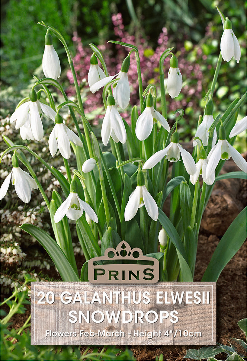 PRINS Galanthus Elwesii Snowdrops