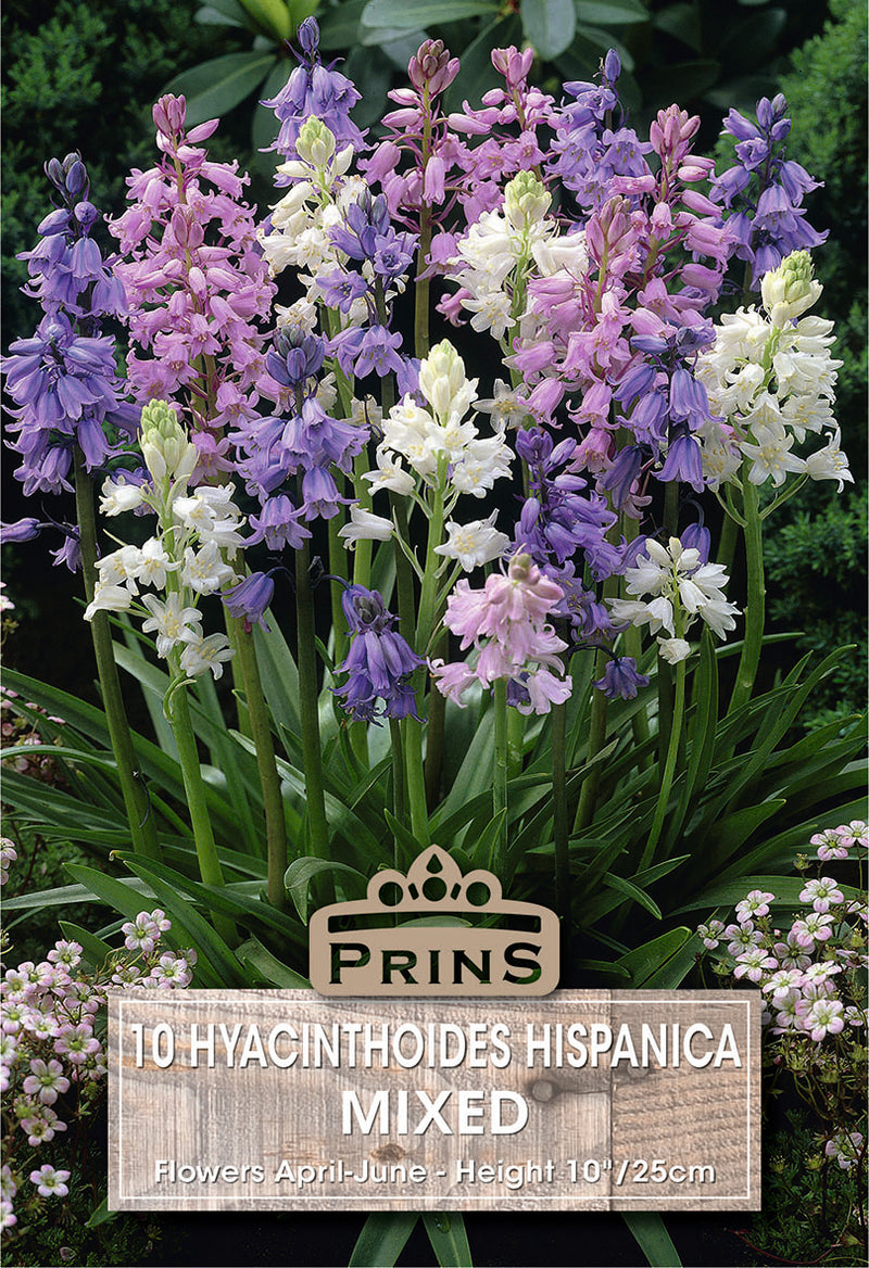 PRINS Hyacinthoides Hispanica Mixed