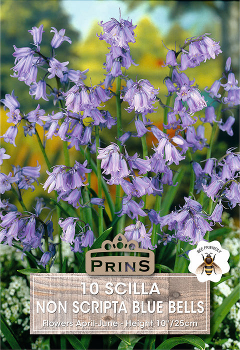 PRINS Hyacinthoides Non Scripta Blue Bells
