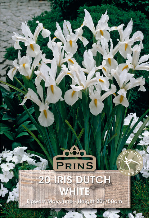 PRINS Iris Dutch White