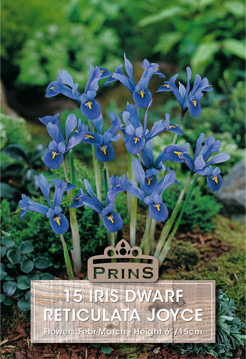 PRINS Iris Dwarf Reticulata Joyce