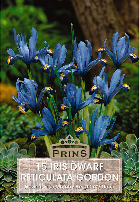 PRINS Iris Dwarf Reticulata Gordon