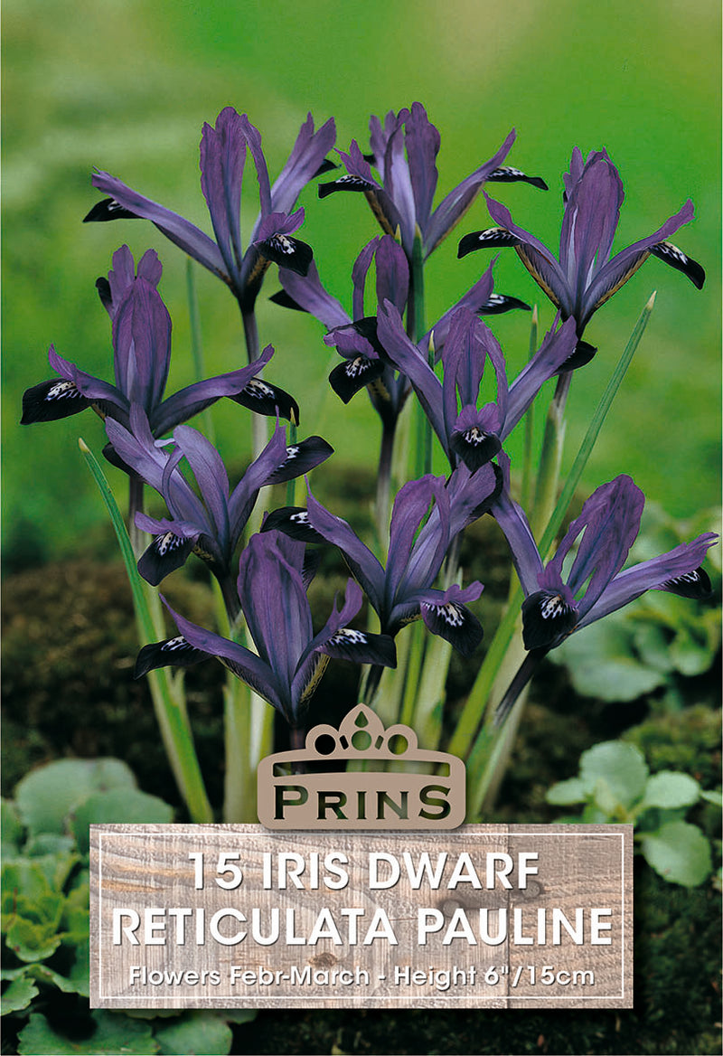 PRINS Iris Dwarf Reticulata Pauline