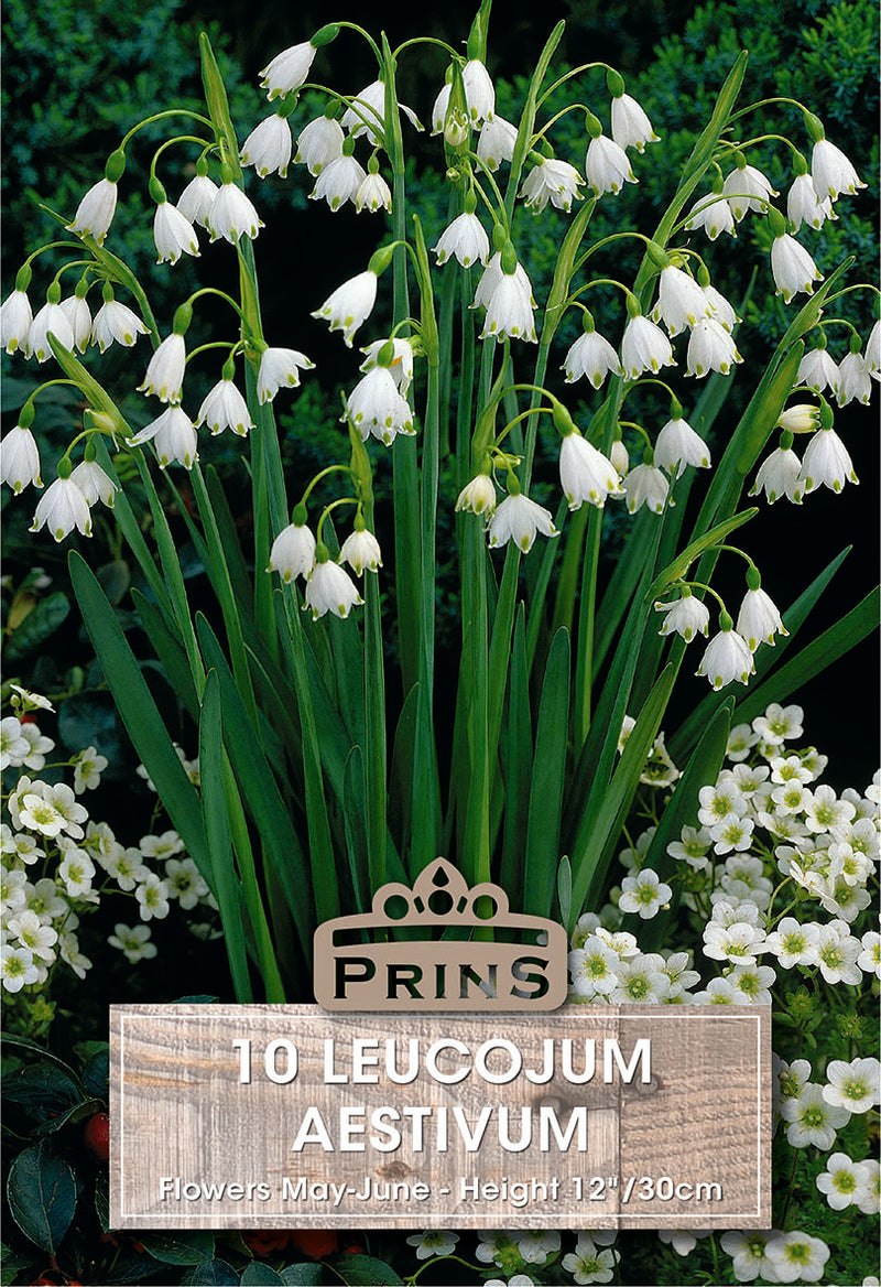 PRINS Leucojum Aestivum