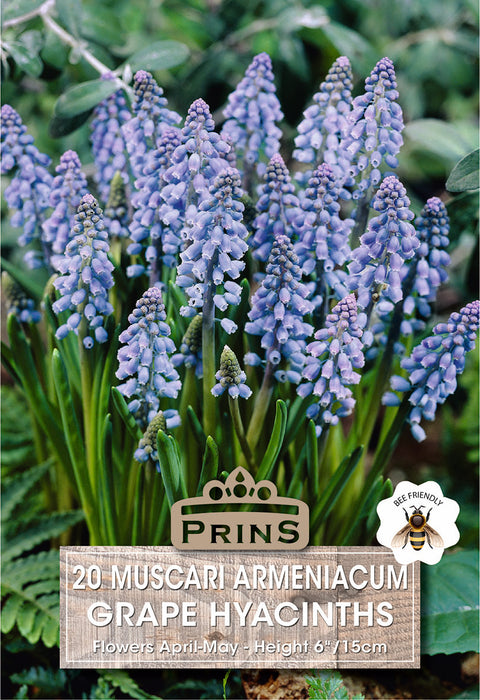 PRINS Muscari Armeniacum Grape Hyacinths