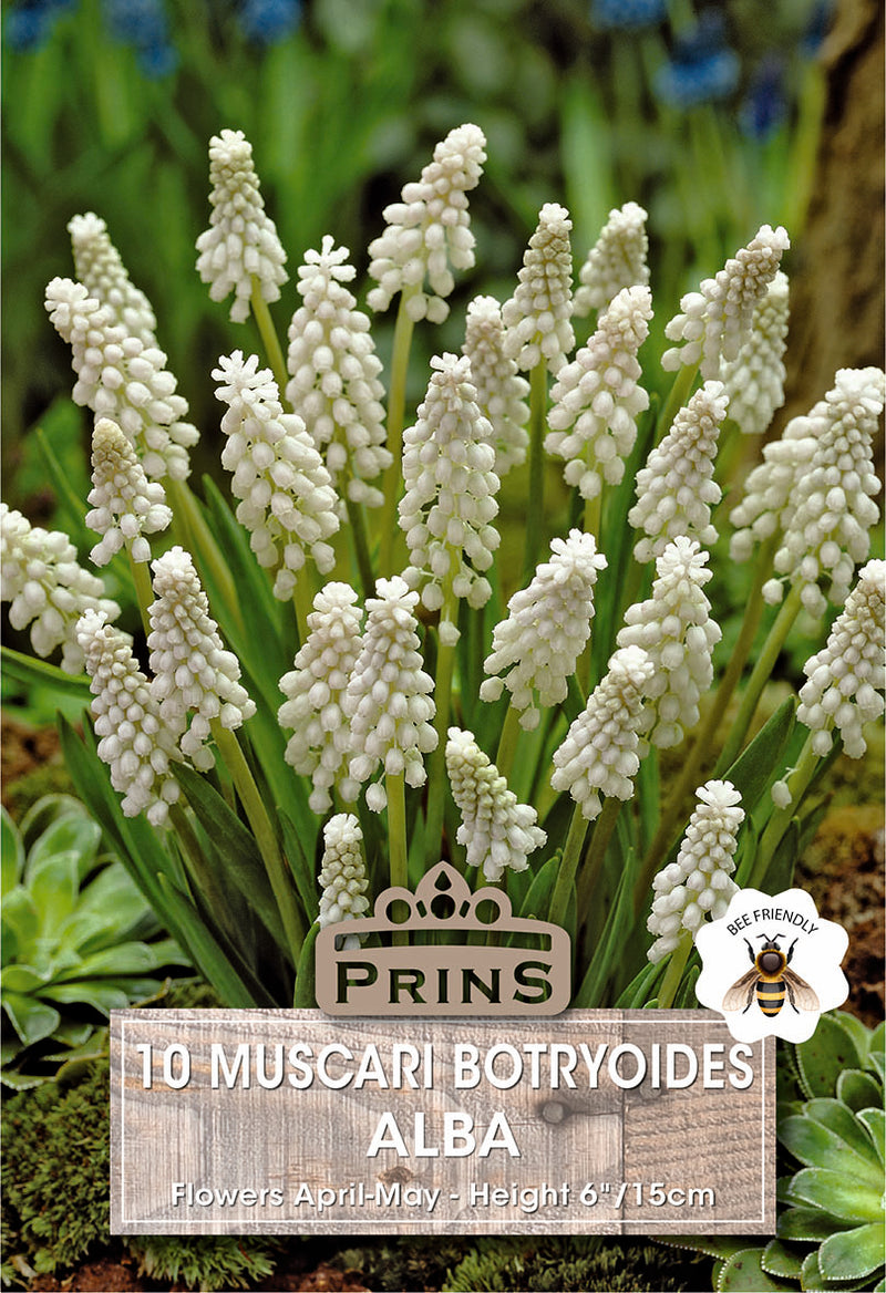 PRINS Muscari Botryoides Album
