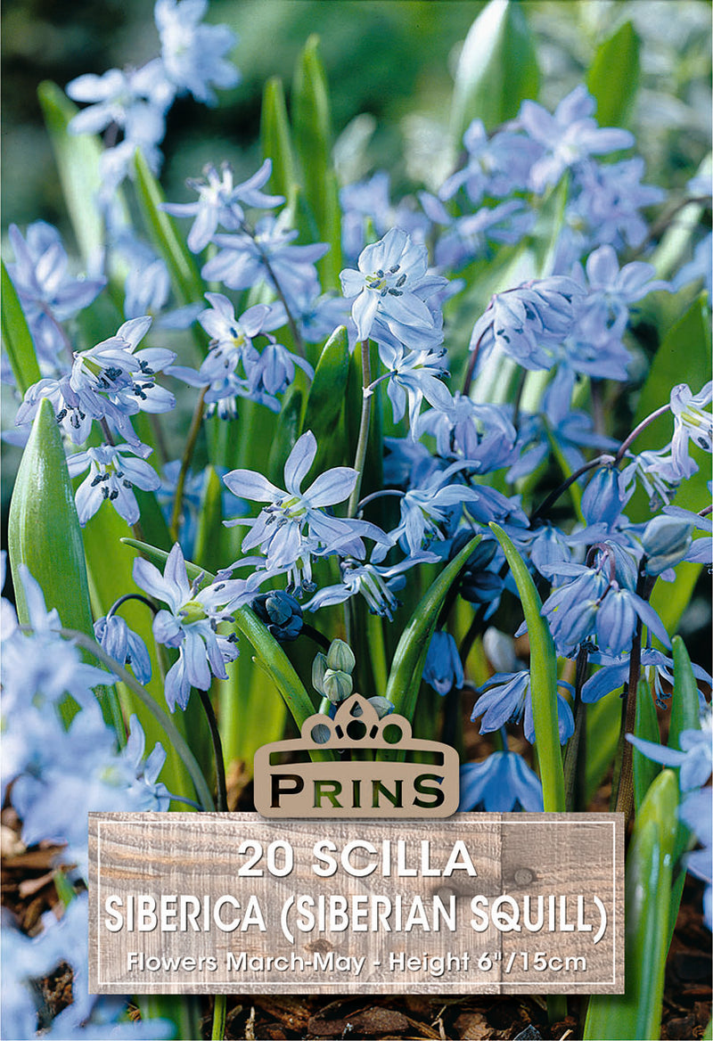 PRINS Scilla Siberica