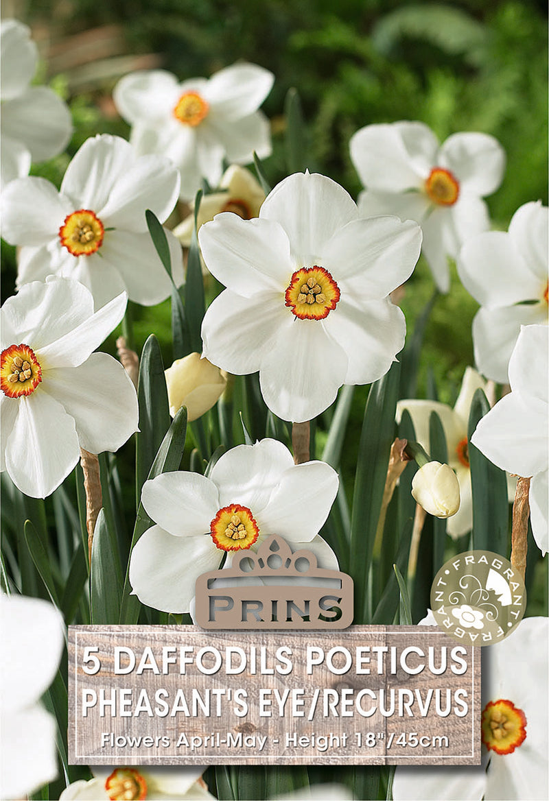 PRINS Daffodil Actea Or Pheasant's Eye