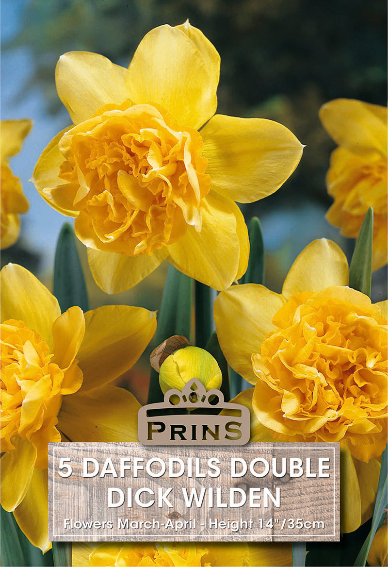 PRINS Daffodil Dick Wilden