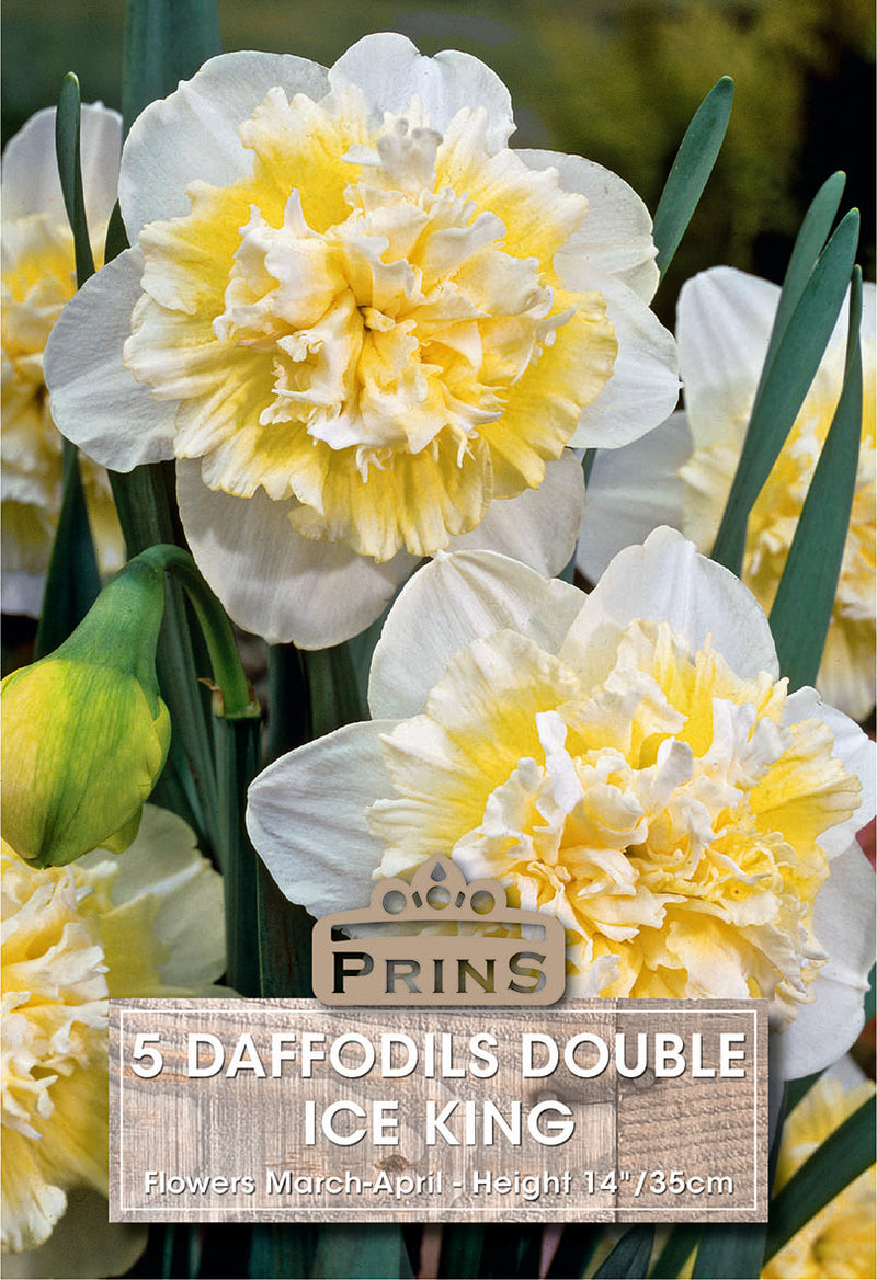 PRINS Daffodil Ice King