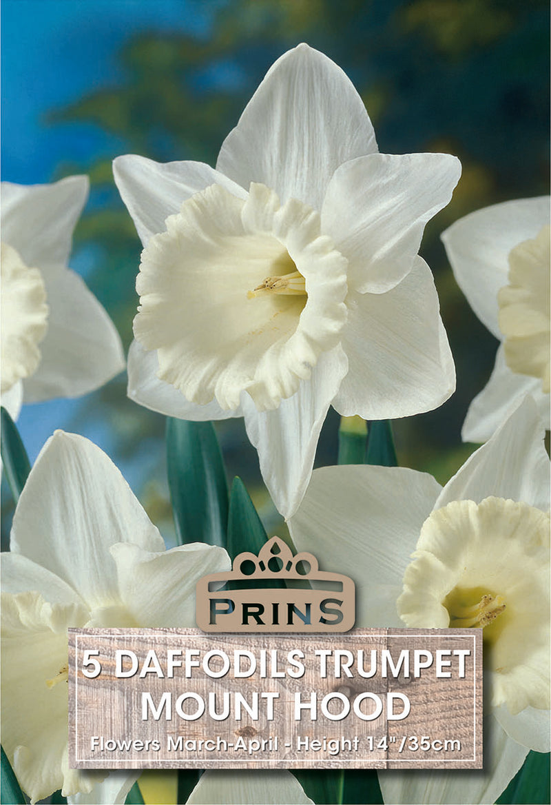 PRINS Daffodil Mount Hood