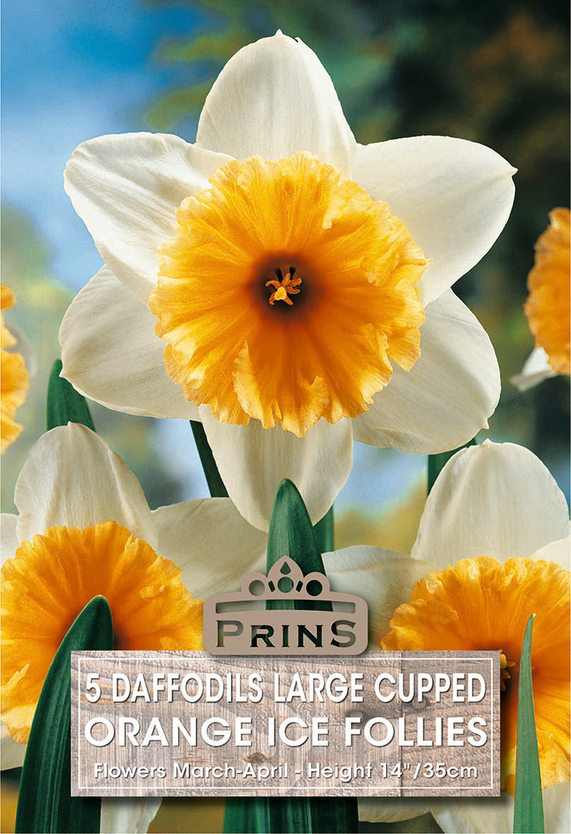 PRINS Daffodil Orange Ice Follies