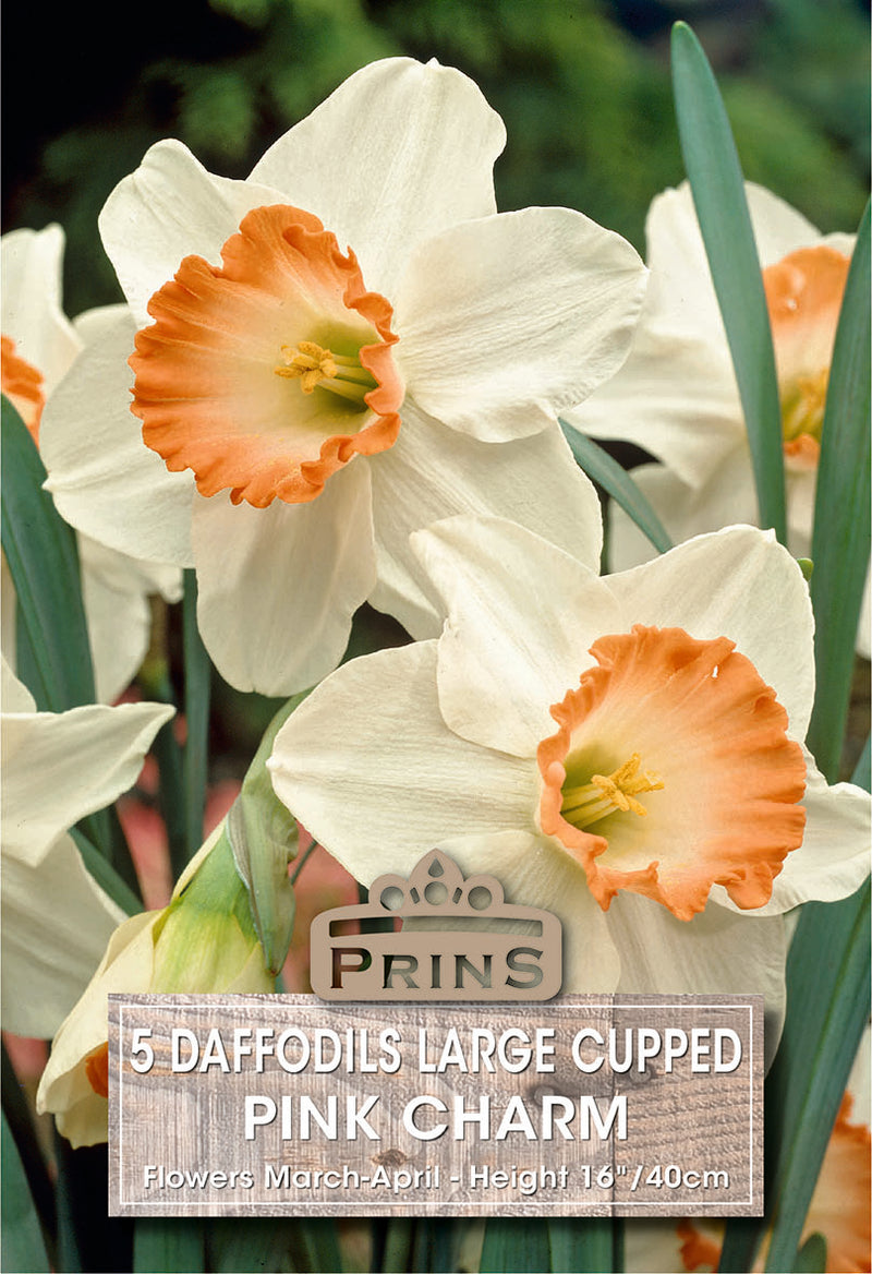 PRINS Daffodil Pink Charm