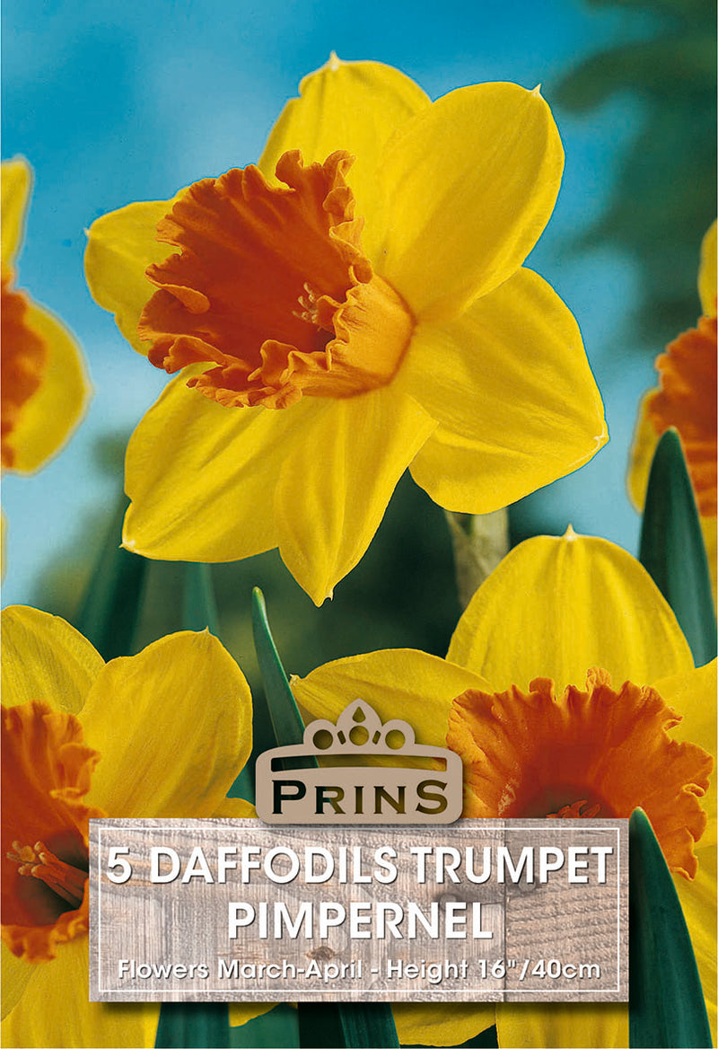 PRINS Daffodil Pimpernel