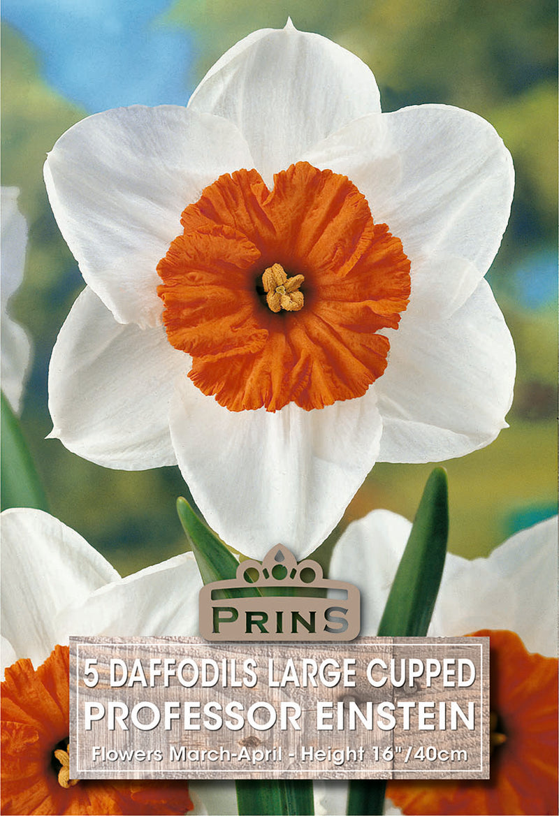 PRINS Daffodil Large Cupped Professor Einstein