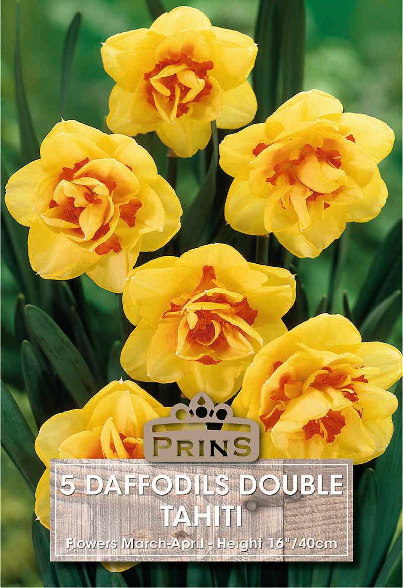 PRINS Daffodil Tahiti